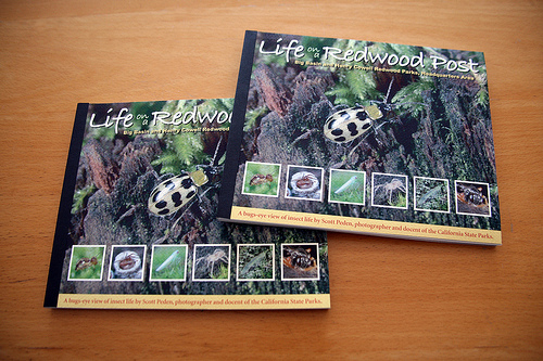 Life on a Redwood Post (CODENAME: BUGBYTES)