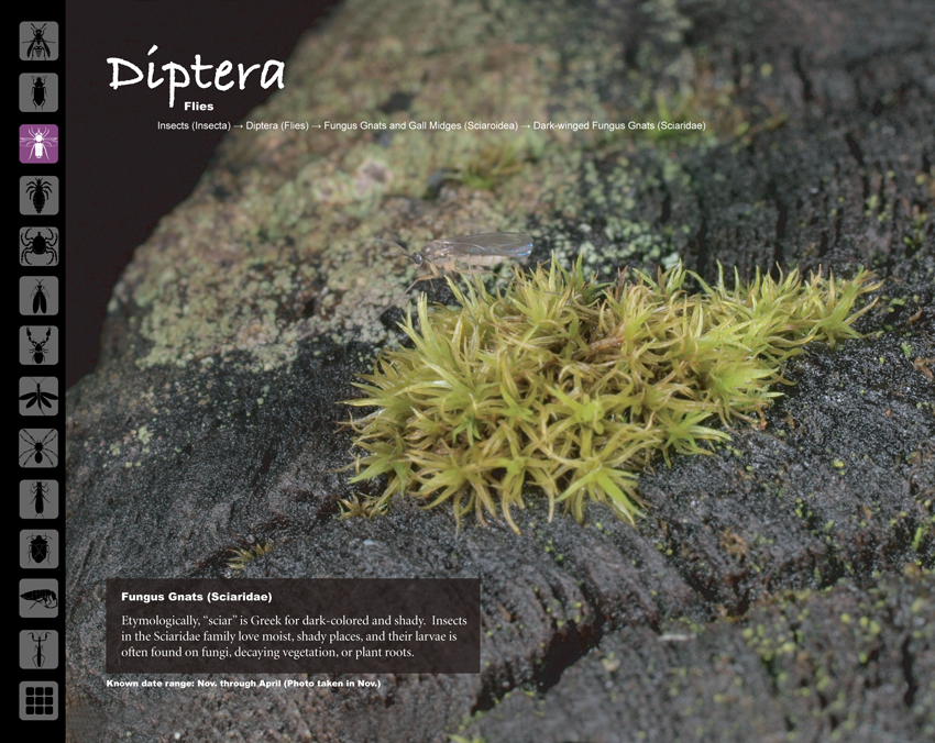 Life on a Redwood Post (CODENAME: BUGBYTES)