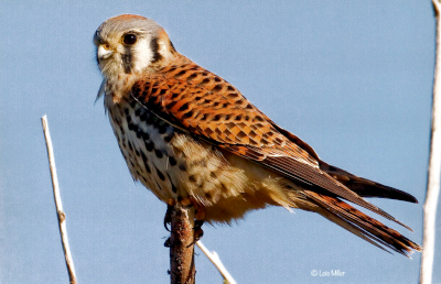 American Kestrel