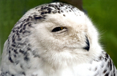Snowy Owl