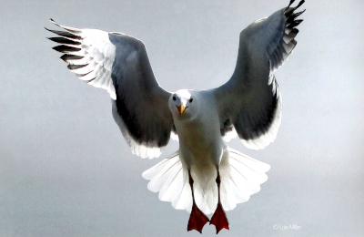 Western Gull