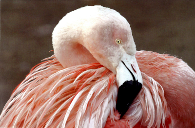 Chilean Flamingo