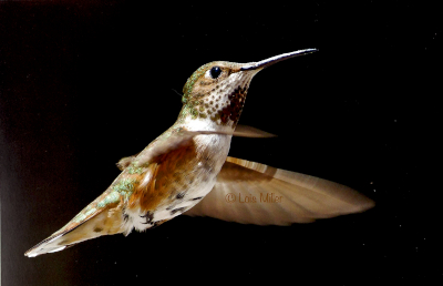 Allens Hummingbird