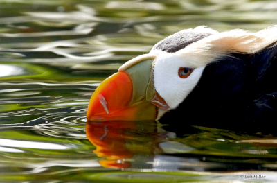 Tufted Puffin