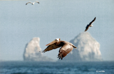 Brown Pelican