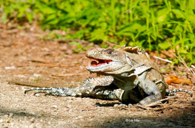 Iguana