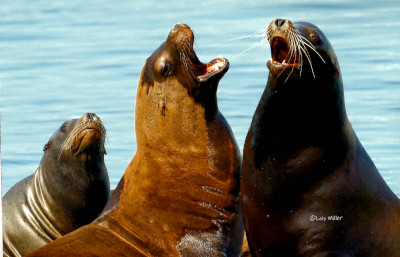 California Sea Lions