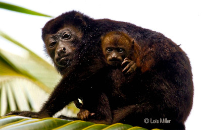 Howler Monkeys