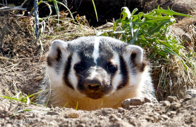 American Badger