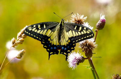 Anise Swallowtail