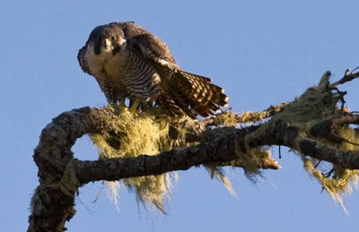 Peregrine Falcon