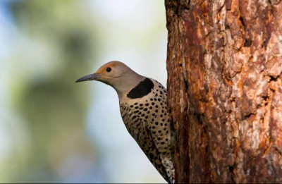 Northern Flicker