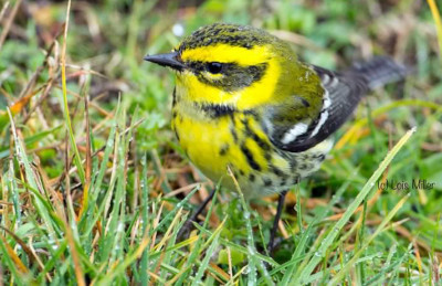 Townsends Warbler