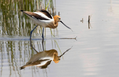 American Avocet