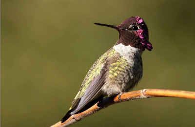 Annas Hummingbird