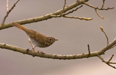 Hermit Thrush