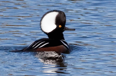 Hooded Merganser