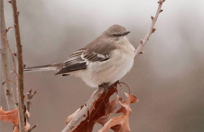 Northern Mockingbird