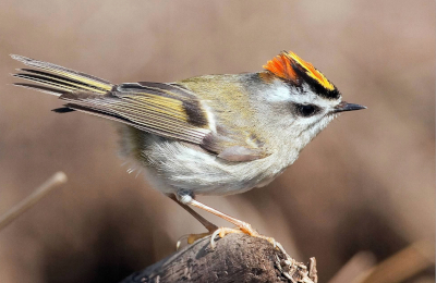 Ruby Crowned Kinglet