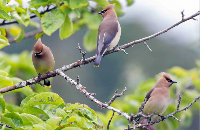 Cedar Waxwing