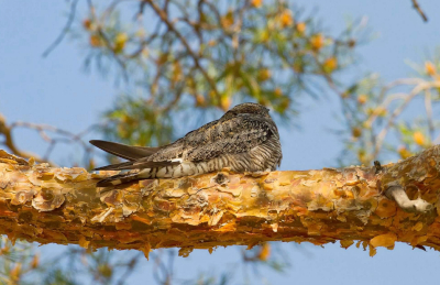 Common Nighthawk