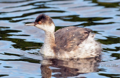 Eared Grebe