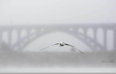 Elegant Tern