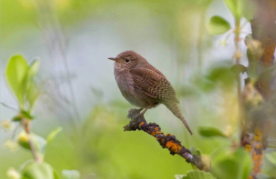 House Wren