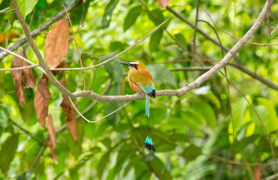 Turquoise Browed Motmot