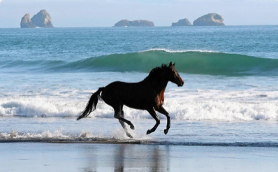 Horse at Paradise Point