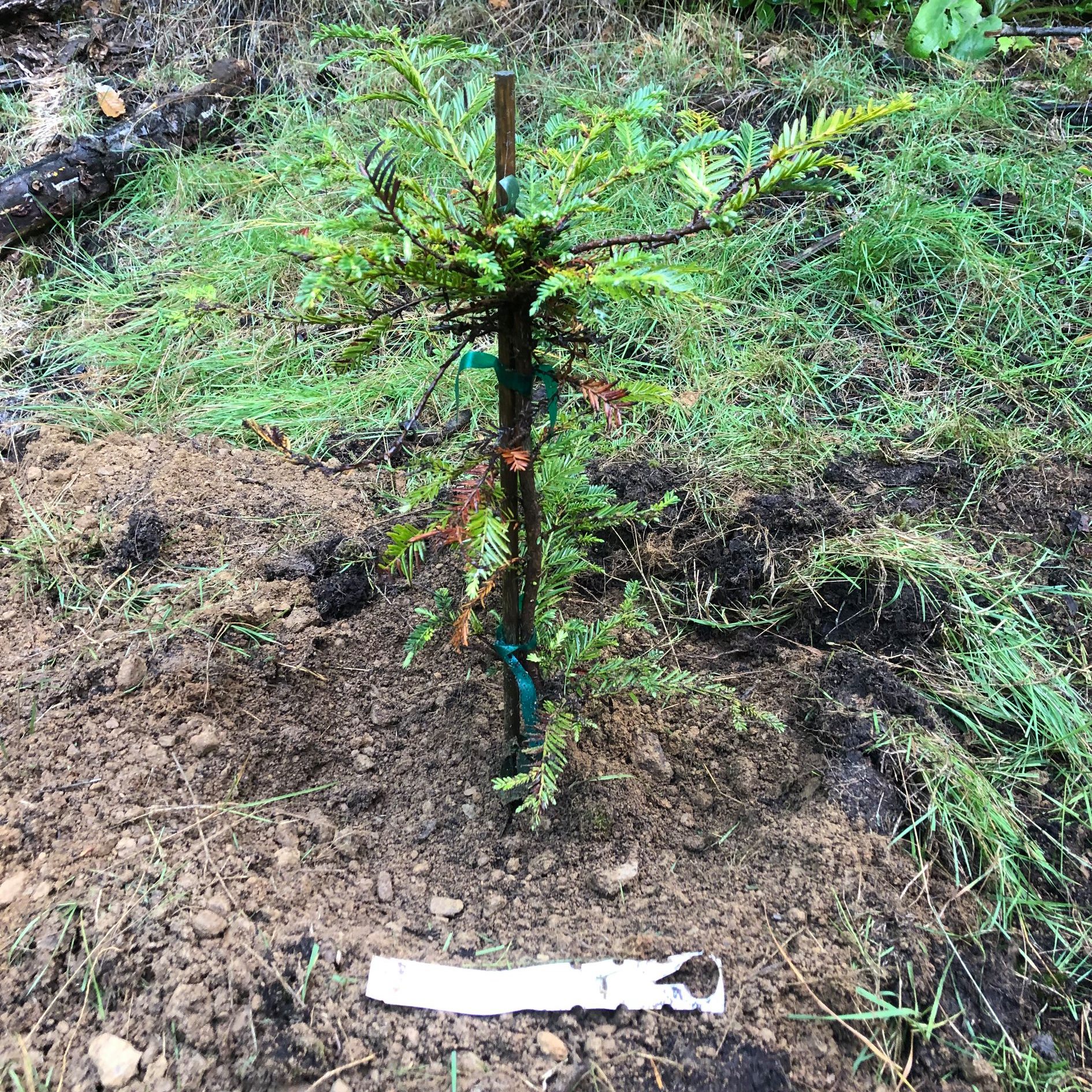 Sixes River Planting â€” Tree 3 â€” 2019